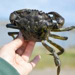 Invasive European green crabs have been discovered in the Quileute River estuary for the first time. (Washington Department of Fish and Wildlife)