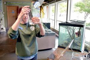 Disa Wilson, guest services specialist at Feiro Marine Life Center at Port Angeles City Pier, rinses anthropods from a filtering screen that will become food for other fish in the centers public displays. The center offers visitors a chance to see and touch numerous forms of marine life, along with other interactive displays. (Keith Thorpe/Peninsula Daily News)