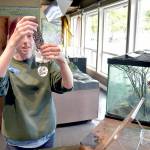 Disa Wilson, guest services specialist at Feiro Marine Life Center at Port Angeles City Pier, rinses anthropods from a filtering screen that will become food for other fish in the centers public displays. The center offers visitors a chance to see and touch numerous forms of marine life, along with other interactive displays. (Keith Thorpe/Peninsula Daily News)
