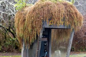 Direct Line to Nature by Joshua Phelps is one of the Merit Award winners in the Northwest Expressions exhibit at Jeanette Best Gallery in Port Townsend. Exhibit jurors Richard and Jesse Watson will give a free gallery talk Thursday. (Joshua Phelps)