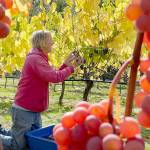 Sailor Vineyards owner Kit Africa works in a vineyard. (Jefferson County Farm Tour)