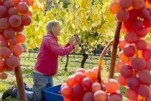 Sailor Vineyards owner Kit Africa works in a vineyard. (Jefferson County Farm Tour)