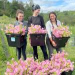Sarah Lathrop, Julia-Ellen Spruill-Smith and Yasmin Ahmad at White Lotus Farm, harvesting campanula flowers for Space Twins Provisions. (Jefferson County Farm Tour)