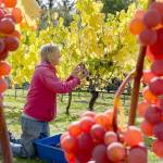 Sailor Vineyards owner Kit Africa works in a vineyard. (Jefferson County Farm Tour)