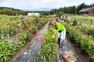 Tracey Appleton of Port Townsend cuts flowers at Wilderbee Farm on Saturday while on the 22nd annual Jefferson County Farm Tour. (Steve Mullensky/for Peninsula Daily News)