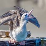 A red-footed booby has been roosting on a daily basis on a piling at the Marine Science Center aquarium at Fort Worden State Park in Port Townsend. (Steve Mullensky/for Peninsula Daily News)
