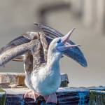 A red-footed booby has been roosting on a daily basis on a piling at the Marine Science Center aquarium at Fort Worden State Park in Port Townsend. (Steve Mullensky/for Peninsula Daily News)