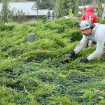 Juan Reyes of Patrick Walker, Inc. gets a head start on installing the holiday lights that will delight those driving along U.S. Highway 101 through the Blyn area this season. The crew from Patrick Walker, Inc. of Port Orchard, a landscape contractor, installs the lights on trees and bushes at the Jamestown Blyn Campus, Longhouse Market, 7 Cedars Casino and hotel, Jamestown Medical Center and The Cedars at Dungeness Golf Course. The task will take more than a month to complete. (Dave Logan/for Peninsula Daily News)