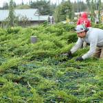 Juan Reyes of Patrick Walker, Inc. gets a head start on installing the holiday lights that will delight those driving along U.S. Highway 101 through the Blyn area this season. The crew from Patrick Walker, Inc. of Port Orchard, a landscape contractor, installs the lights on trees and bushes at the Jamestown Blyn Campus, Longhouse Market, 7 Cedars Casino and hotel, Jamestown Medical Center and The Cedars at Dungeness Golf Course. The task will take more than a month to complete. (Dave Logan/for Peninsula Daily News)