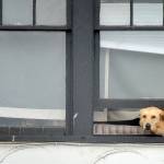 A Labrador retriever pokes its head out the second-floor window of an apartment building in downtown Port Angeles on Thursday. The dog seemed content with watching people and traffic pass by on the street below. (Keith Thorpe/Peninsula Daily News)
