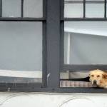 A Labrador retriever pokes its head out the second-floor window of an apartment building in downtown Port Angeles on Thursday. The dog seemed content with watching people and traffic pass by on the street below. (Keith Thorpe/Peninsula Daily News)