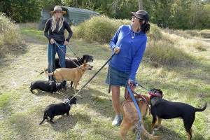 KEITH THORPE/PENINSULA DAILY NEWS
Shelby Vaughan, left, and her mother, Martha Vaughan, along with a selection of dogs, plan to construct dog shelters at Fox-Bell farm near Sequim in an effort to assist the Clallam County Humane Society with housing wayward canines.
