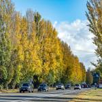 The section of state Highway 20 leading into downtown Port Townsend is aglow with autumn color from the early morning sunshine reflecting off the poplar trees that line the roadway. (Steve Mullensky/for Peninsula Daily News)