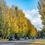The section of state Highway 20 leading into downtown Port Townsend is aglow with autumn color from the early morning sunshine reflecting off the poplar trees that line the roadway. (Steve Mullensky/for Peninsula Daily News)