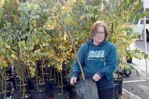 Pat Boyd of Port Angeles picks out a tree during Saturdays tree giveaway in the Port Angeles City Hall parking lot. The event, part of the City Shade Tree program, offered a selection of scarlet oaks/American red oaks, Garry oaks/Oregon white oaks and Katsura trees to be planted along city rights-of-way. The city handed out about 140 trees last year, the first year of the program. (Keith Thorpe/Peninsula Daily News)