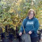 Pat Boyd of Port Angeles picks out a tree during Saturdays tree giveaway in the Port Angeles City Hall parking lot. The event, part of the City Shade Tree program, offered a selection of scarlet oaks/American red oaks, Garry oaks/Oregon white oaks and Katsura trees to be planted along city rights-of-way. The city handed out about 140 trees last year, the first year of the program. (Keith Thorpe/Peninsula Daily News)
