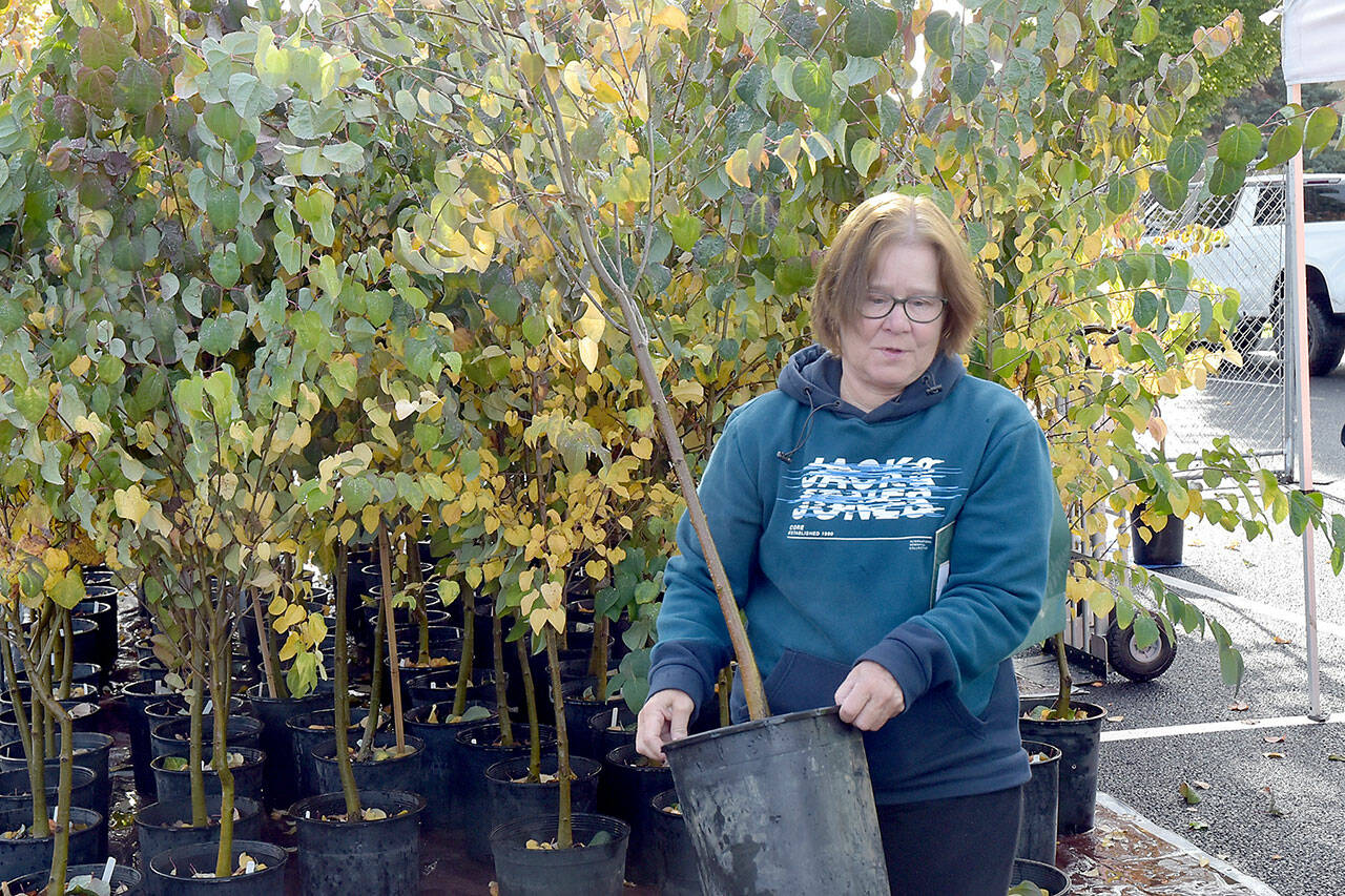 Pat Boyd of Port Angeles picks out a tree during Saturdays tree giveaway in the Port Angeles City Hall parking lot. The event, part of the City Shade Tree program, offered a selection of scarlet oaks/American red oaks, Garry oaks/Oregon white oaks and Katsura trees to be planted along city rights-of-way. The city handed out about 140 trees last year, the first year of the program. (Keith Thorpe/Peninsula Daily News)
