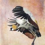 Crowned Crane by Carol Marshall.
