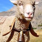 A bellwether is traditionally the leading sheep of a flock, which has a bell to lead the others.