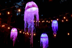 The light art piece, Jellyfish by Nicole Johnson, was part of the 2023 Light Art Experience in Websters Woods. (Matt Sagen/Cascadia Films)