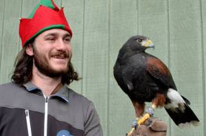 Joseph Molotsky holds Jet, a Harriss hawk. Jet, 14 or 15, has been at Discovery Bay Wild Bird Rescue for about seven years. Jet used to hunt with a falconer and was brought to the rescue after sustaining injuries while attempting to escape an attack from a gray horned owl in Eastern Washington. (Elijah Sussman/Peninsula Daily News)
