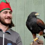 Joseph Molotsky holds Jet, a Harriss hawk. Jet, 14 or 15, has been at Discovery Bay Wild Bird Rescue for about seven years. Jet used to hunt with a falconer and was brought to the rescue after sustaining injuries while attempting to escape an attack from a gray horned owl in Eastern Washington. (Elijah Sussman/Peninsula Daily News)