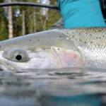A wild steelhead held in the water on a coastal Washington river. Photo by Chase Gunnell/WDFW