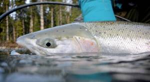 A wild steelhead held in the water on a coastal Washington river. Photo by Chase Gunnell/WDFW
