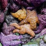 Colors of the Sea II by Chimacum photographer Jeff Sweet is among the small works at Northwind Arts Jeanette Best Gallery. The Port Townsend venue will take part in Saturday evenings Art Walk. (Jeff Sweet)