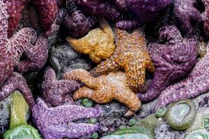 Colors of the Sea II by Chimacum photographer Jeff Sweet is among the small works at Northwind Arts Jeanette Best Gallery. The Port Townsend venue will take part in Saturday evenings Art Walk. (Jeff Sweet)