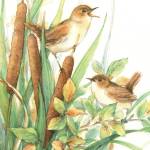 Marsh Wrens by Julie Paton.