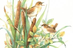 Marsh Wrens by Julie Paton.