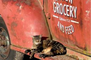 Massey-Ferguson, nicknamed Fergie, prepares for the upcoming Agnew Grocery and Feed Tractor Parade with an afternoon nap. The parade is scheduled for Dec. 14, starting at the Agnew Grange on Barr Road at 4:30 p.m. and ending at Agnew Grocery on Old Olympic Highway by 6 p.m. Information on how to enter and a route map are available online at the Agnew Grocery and Feed Facebook page. (Kip Tulin)