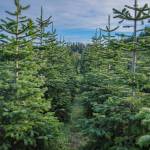 Rows of firs at the Lazy J Tree Farm point to apple trees and wild Douglas fir in the distance. There are 12,000 of these trees on the farm, Ann Johnson says. Each tree is pruned regularly and each is unique and of five different fir species, allowing for U-Cut guests to select the perfect tree for their family home. (Emily Matthiessen/Olympic Peninsula News Group)