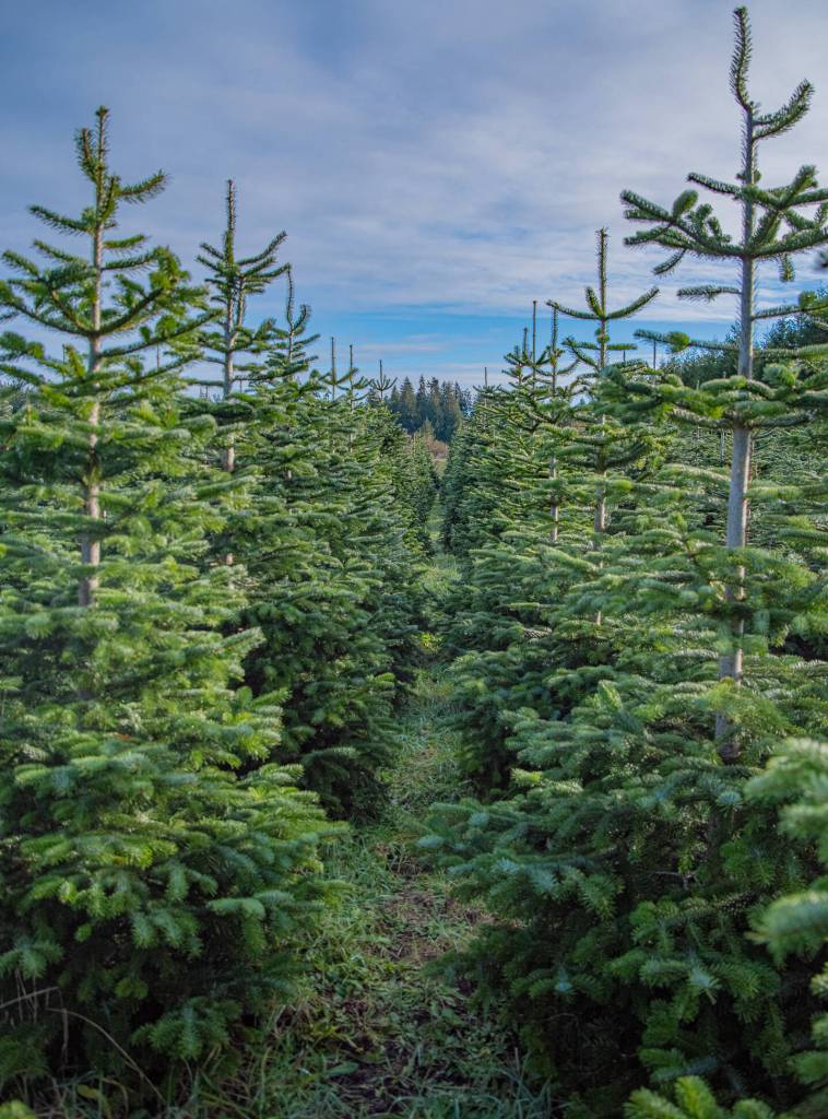 Rows of firs at the Lazy J Tree Farm point to apple trees and wild Douglas fir in the distance. There are 12,000 of these trees on the farm, Ann Johnson says. Each tree is pruned regularly and each is unique and of five different fir species, allowing for U-Cut guests to select the perfect tree for their family home. (Emily Matthiessen/Olympic Peninsula News Group)