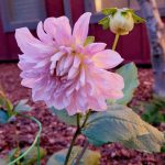 It is shocking to still have flowers blooming on dahlias Dec. 20 and perplexing for daylilies to be in flower at the end of the year. (Andrew May/For Peninsula Daily News)
