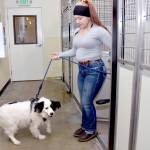 Sammi Bates, an animal care specialist with the Olympic Peninsula Humane Society, takes her dog, Farley, from a kennel on Thursday as a dry run for the acceptance of shelter canines in the organizations Crow Bark House beginning this weekend. The society closed the dog shelter last April because of high operating costs, resulting in a reorganization of OPHS staffing and leadership. The Bark House will begin accepting stray and surrendered animals, by appointment, starting on Saturday with a low-key public open house from 12:30 p.m. to 4 p.m. (Keith Thorpe/Peninsula Daily News)