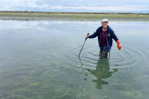 A volunteer helps at the Dungeness National Wildlife Refuge detect and trap European green crab. The refuge seeks more volunteers for various shifts from April to September or October by emailing Volunteer Coordinator Leshell Michaluk-Bergan at leshell@dungenessrivercenter.org. (Jamestown SKlallam Tribe)