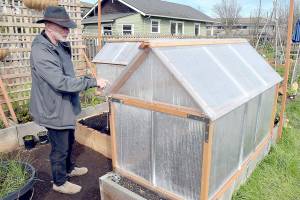 Milan Pohl of Port Angeles points out the features of a greenhouse he built to cover a portion of his plot at the Fifth Street Community Garden in Port Angeles. Pohl said on Friday that the greenhouse and a twin structure on an adjoining bed would be used to grow eggplant, peppers and other heat-loving plants. (Keith Thorpe/Peninsula Daily News)
