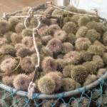 The state Department of Fish and Wildlife seized 1,400 pounds of green sea urchins like these in January that were illegally harvested and offloaded in Port Angeles. A wholesale shellfish company located in the Interstate 5 corridor and the harvester are likely facing fines for a number of infractions, including failing to report the catch. (Washington Department of Fish and Wildlife)