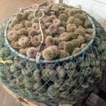 The state Department of Fish and Wildlife seized 1,400 pounds of green sea urchins like these in January that were illegally harvested and offloaded in Port Angeles. A wholesale shellfish company located in the Interstate 5 corridor and the harvester are likely facing fines for a number of infractions, including failing to report the catch. (Washington Department of Fish and Wildlife)