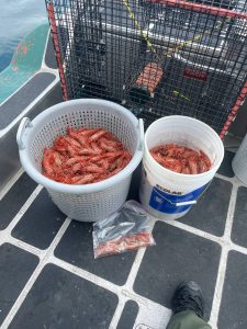 Washington Department of Fish and Wildlife 
A Jefferson County jury returned a guilty verdict in a case concerning spot shrimp unlawfully harvested from Hood Canal in May 2024.