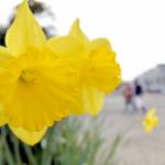 A pair of daffodil blooms poke up from a planter at Lincoln Street and Railroad Avenue on Thursday in Port Angeles. With the coming of spring, flowers are beginning to blossom and trees are taking on their familiar green of the warmer months. (KEITH THORPE/PENINSULA DAILY NEWS)