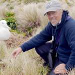 Peter Harrison with Southern Royal Albatross on Campbell Island, New Zealand. (Photo by Shirley Metz)