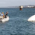 Liam Wiedenhoeft leans out of a chase boat piloted by sailing coach Eric Lesch after sailing students Andrew Corson and Ben Davids capsized their boat in stiff winds in Port Angeles Harbor. (Keith Thorpe/Peninsula Daily News)