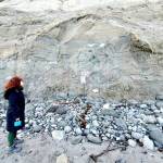 Margo Karler of Port Townsend looks up at the plaster covers protecting a tusk that was found by hikers on the beach near the Point Wilson lighthouse in March. (Steve Mullensky/for Peninsula Daily News)