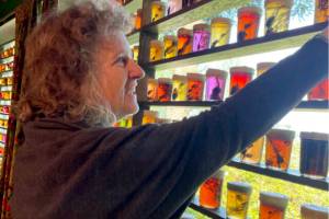 Some 800 jars with insects and plants suspended in colored jelly glisten the windows of the Esther Webster Gallery at the Port Angeles Fine Arts Center where Jennifer Angus' exhibition, Hidden World, opens today and runs through July 6. Angus' site-specific work links nature, science and art that hopes will spark curiosity and a sense of responsibility toward the natural world. (Paula Hunt/Peninsula Daily News)