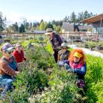 Bonnie Obremski, front left, substitute garden manager, and volunteers Susan Savelle, yellow visor, Sarah Maloy, left rear, Paulette De Llario, right rear, and Mary Claire Hunt, rear, helped clean up the Salish Coast Production Garden at the Salish Elementary School in Port Townsend on Saturday. The garden produced more than 5,000 pounds of produce used for the school lunches last year and farmers are aiming for 7,000 pounds in 2025. Hunt will be honored as a community health hero by the Jefferson County Public Health department for her efforts in bringing together farmers and gardeners who donate their crops to the Jefferson County food bank with a presentation on Thursday at the Board of Jefferson County Commissioners chambers at the Jefferson County Courthouse. (Steve Mullensky/for Peninsula Daily News)