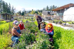Bonnie Obremski, front left, substitute garden manager, and volunteers Susan Savelle, yellow visor, Sarah Maloy, left rear, Paulette De Llario, right rear, and Mary Claire Hunt, rear, helped clean up the Salish Coast Production Garden at the Salish Elementary School in Port Townsend on Saturday. The garden produced more than 5,000 pounds of produce used for the school lunches last year and farmers are aiming for 7,000 pounds in 2025. Hunt will be honored as a community health hero by the Jefferson County Public Health department for her efforts in bringing together farmers and gardeners who donate their crops to the Jefferson County food bank with a presentation on Thursday at the Board of Jefferson County Commissioners chambers at the Jefferson County Courthouse. (Steve Mullensky/for Peninsula Daily News)