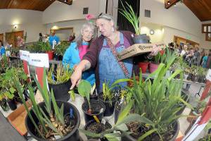 Port Angeles Garden Club member Bobbie Daniels, left, and her daughter, Rose Halverson, both of Port Angeles, look at a table of plants for sale at the clubs annual plant sale and raffle on Saturday at the Port Angeles Senior Center. The event featured hundreds of plants for sale as a fundraiser for club events and operations. (Keith Thorpe/Peninsula Daily News)